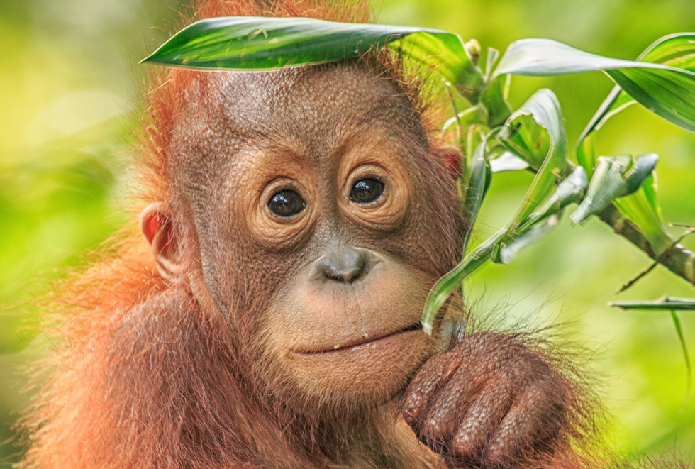 Orangutan endangered