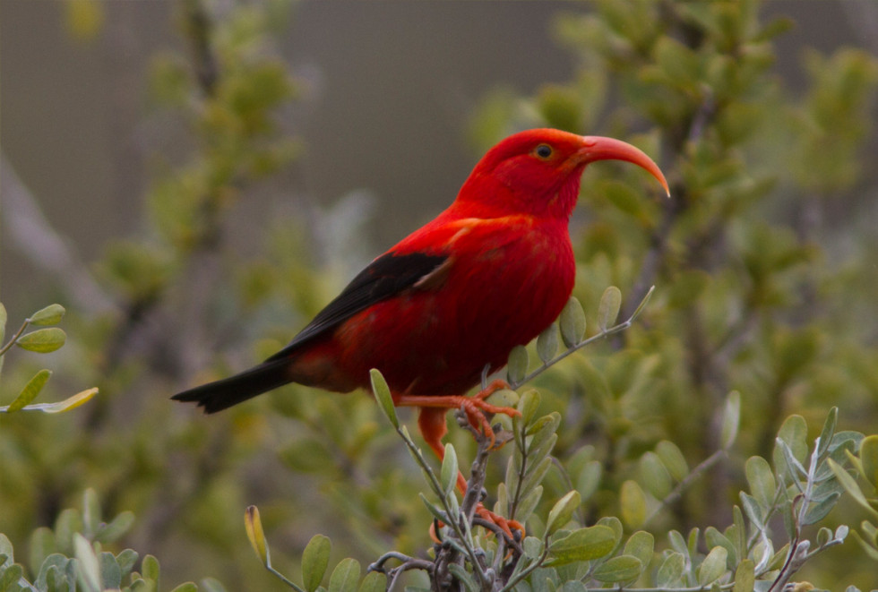 Honeycreeper