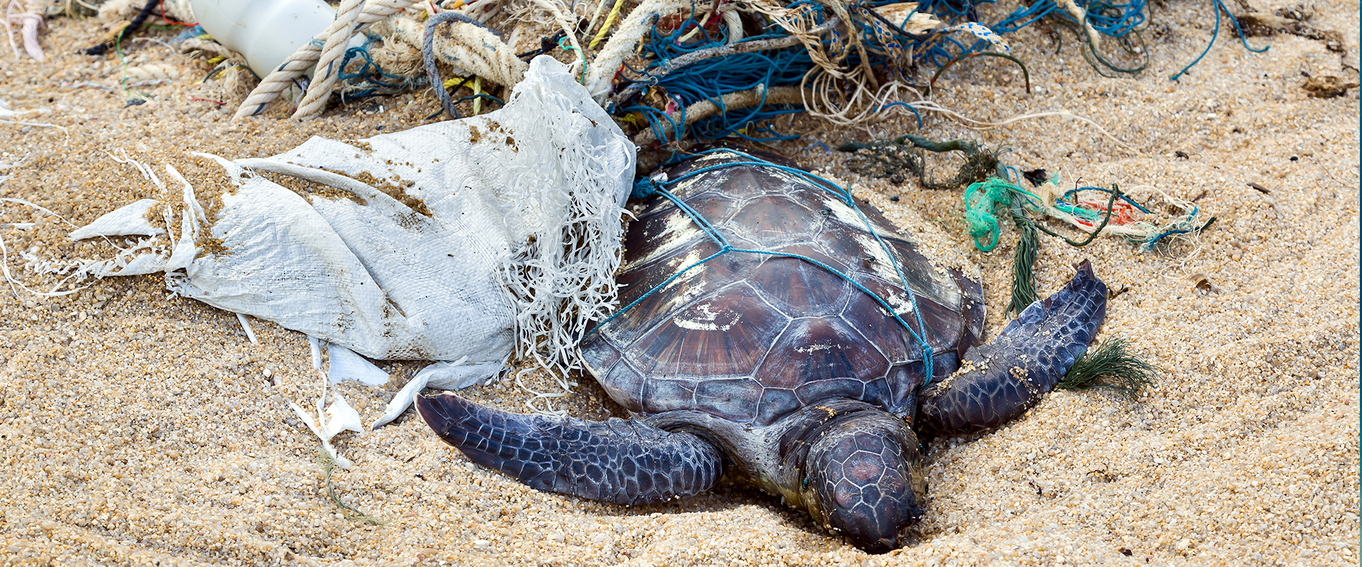 090 plastic in ocean turtle