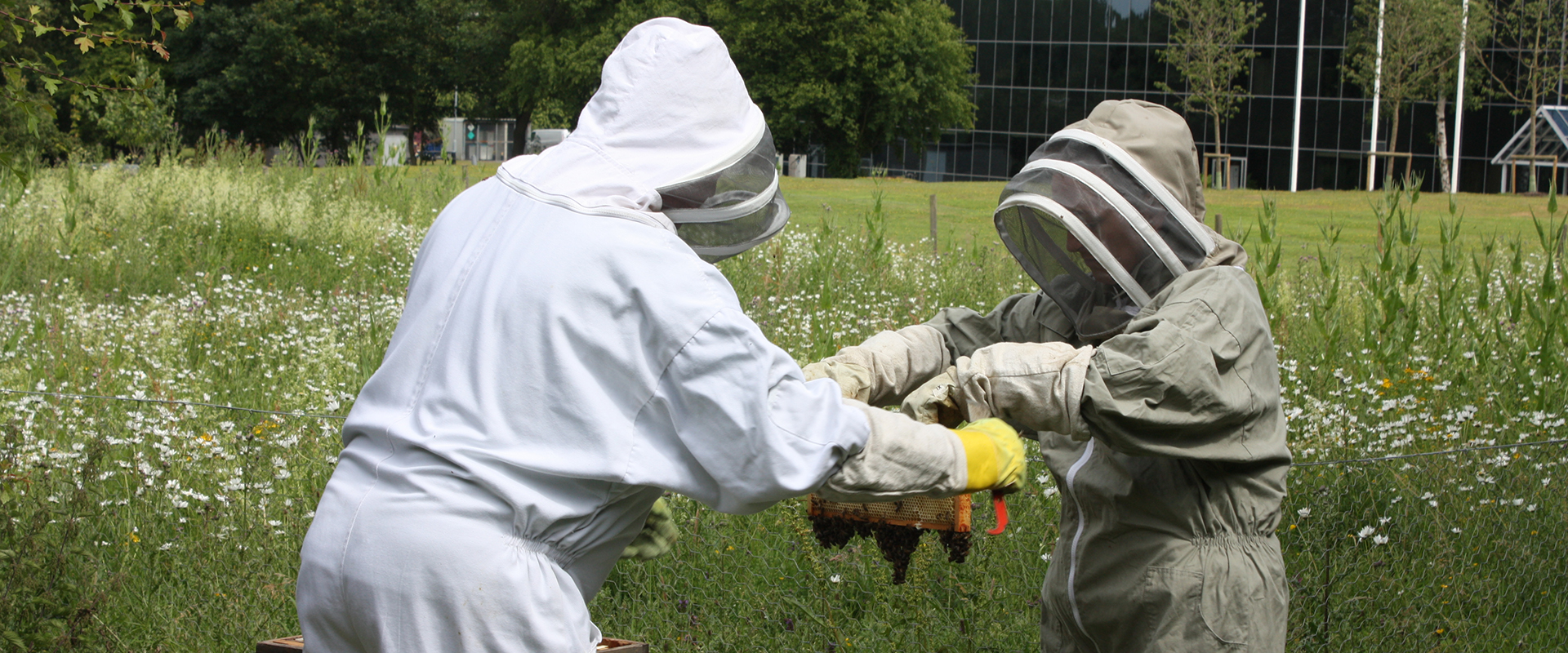 Beekeepers in Hatfield meadow