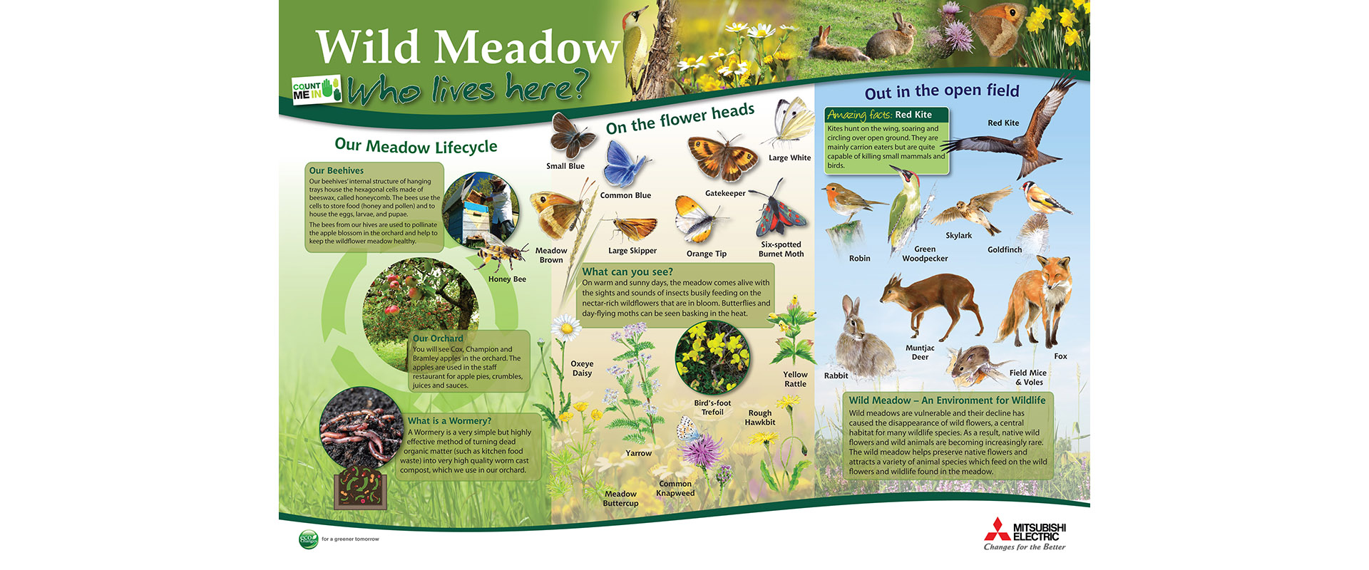 Animals and flowers in the Hatfield meadow
