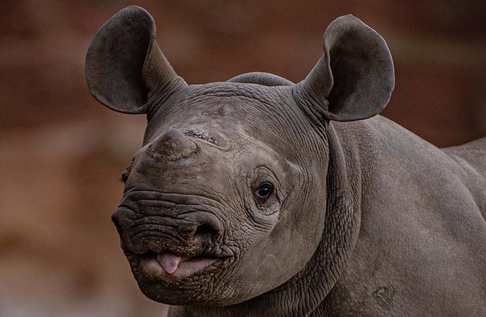 1281 Chester Zoo Baby Rhino
