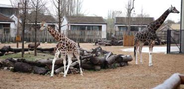 1494 Giraffes