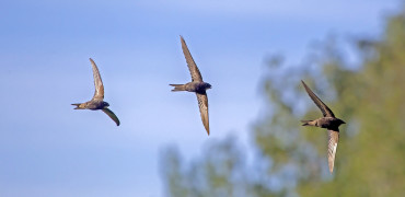 1510 RJ Swift 2246979739