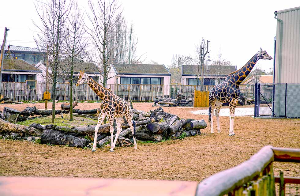 1523 The window view