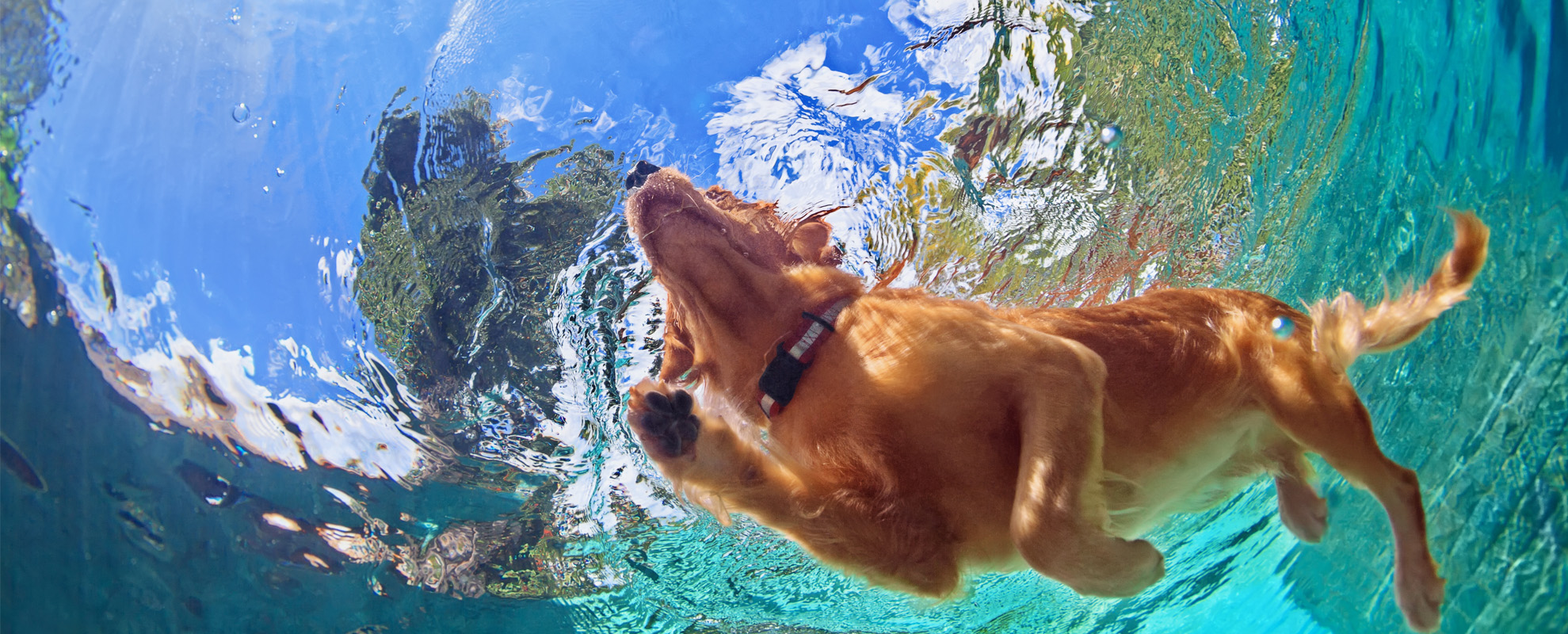 Собака боится воды