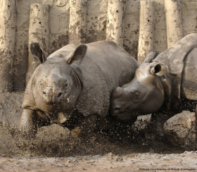 Renewable heating for rhinos in Edinburgh Zoo