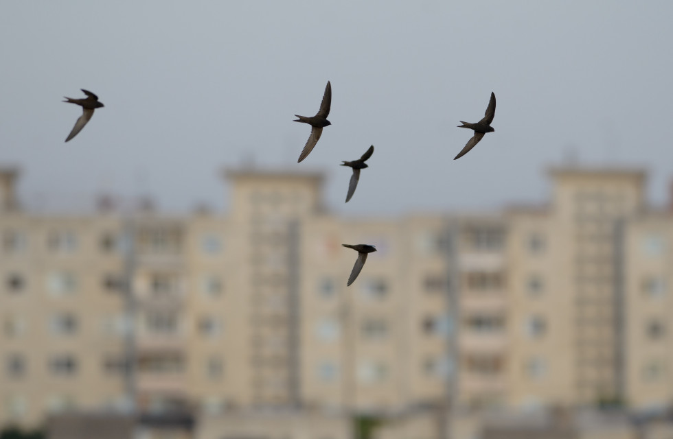 GettyImages 177086897 SWIFTS