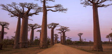 Endangered species Baobab