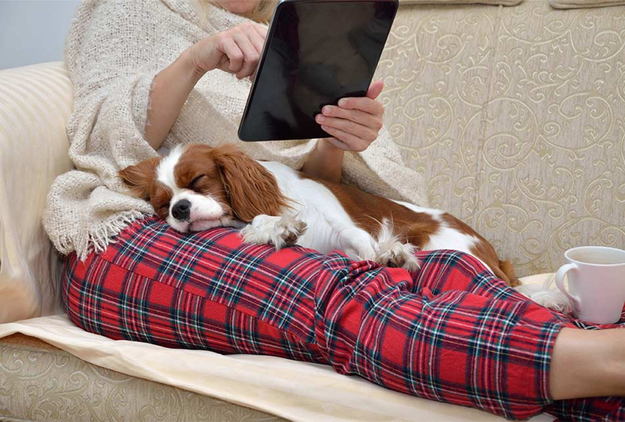 Lady Reading Ipad in blanket with dog on lap