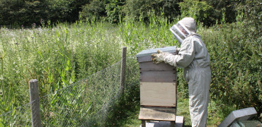 Beehive in Hatfield meadow
